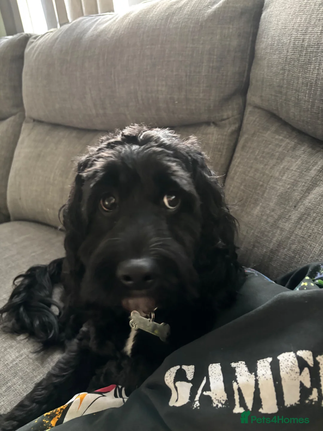 Cockapoo dogs for sale: Litter of 8 cockapoos - Advert 1