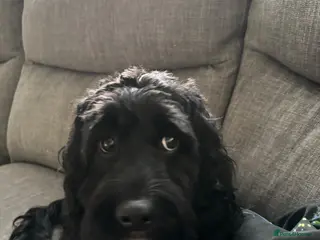 Cockapoo dogs Litter of 8 cockapoos - Advert 1