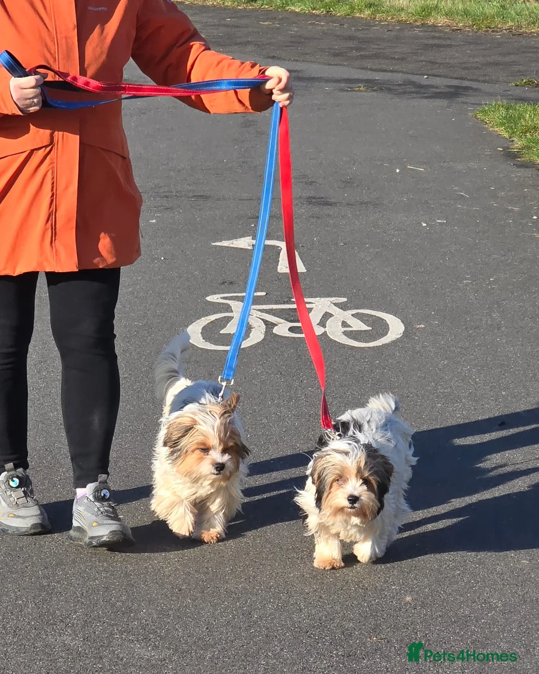 Biewer Terrier dogs for sale: 🐾 Adorable Biewer Terrier Puppies – Bedfordshire - Advert 2