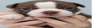 Boston Terrier 6