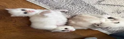 Ragdoll cats for sale:  Beautiful Ragdoll Kittens in Carshalton - Advert 11