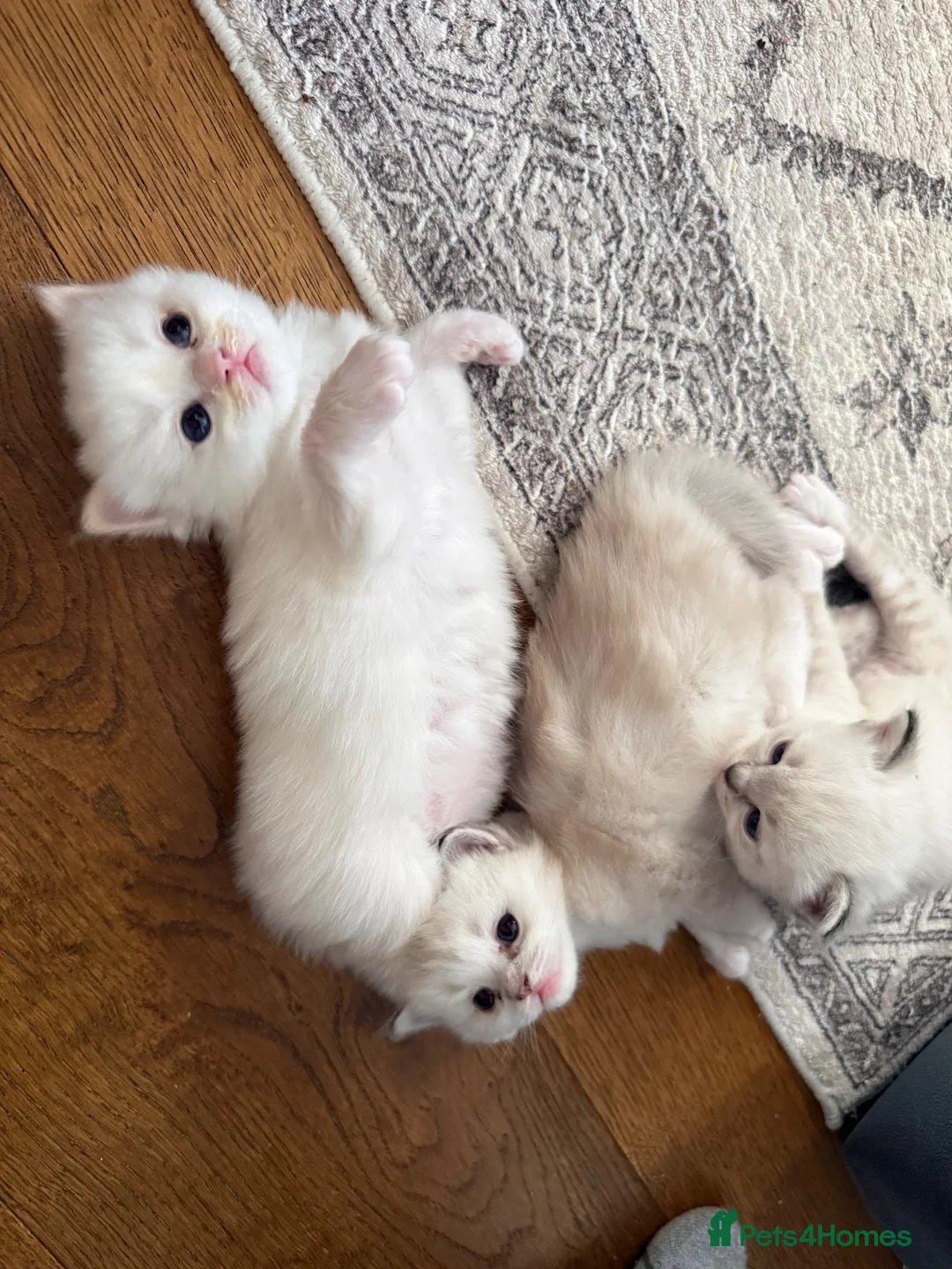 Ragdoll cats for sale:  Beautiful Ragdoll Kittens in Carshalton - Advert 11