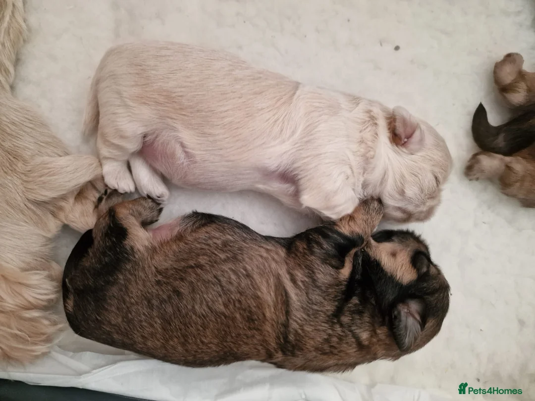 Shih Tzu dogs for stud: WAFFLES Karashishi Imperial Shihtzu for stud   in Liverpool - Advert 9