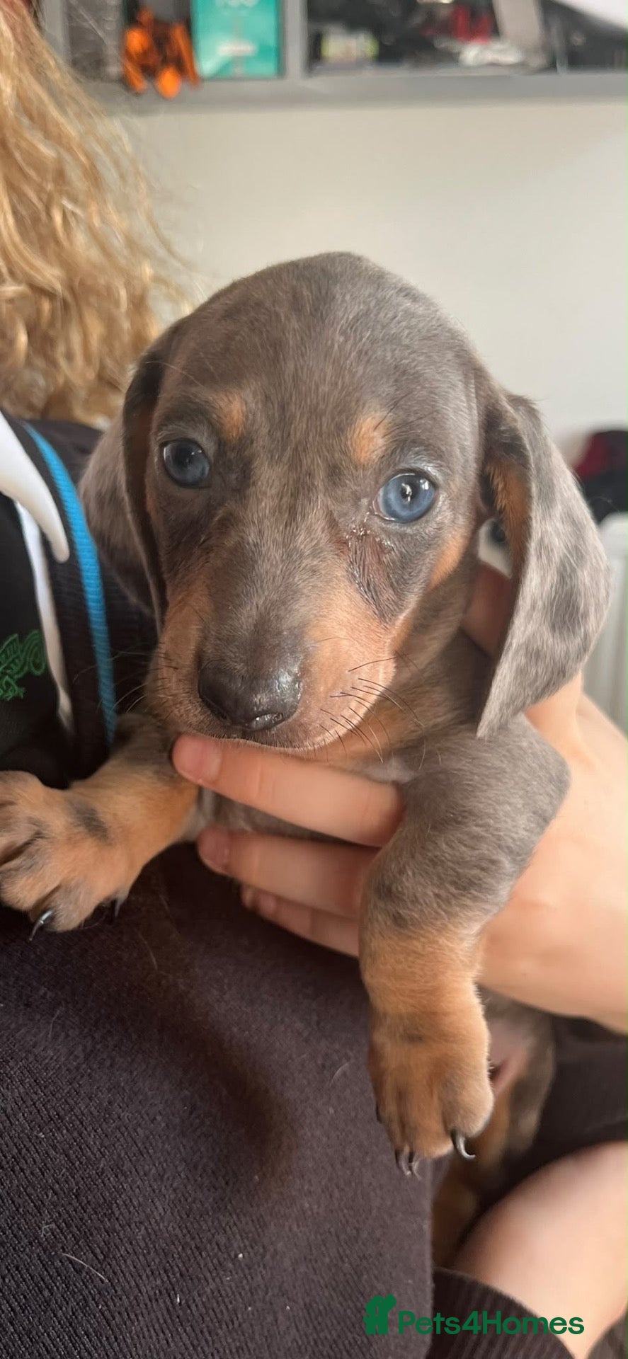 Dachshund dogs Tri silver dapple dachshunds ❤️ - Advert 4