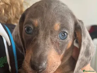 Dachshund dogs Tri silver dapple dachshunds ❤️ - Advert 4