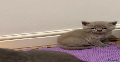 British Shorthair cats - Advert 8