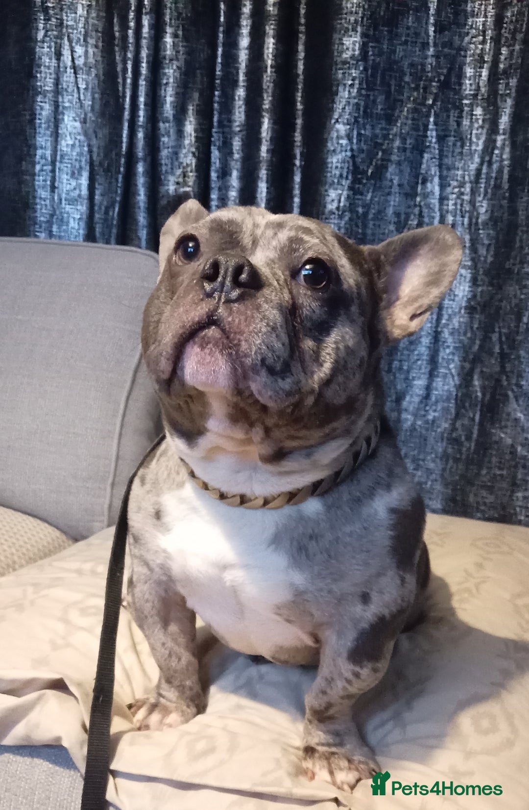 Mixed Breed dogs for sale: Beautiful boy in need of forever home  - Advert 1