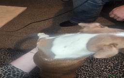 Boston Terrier dogs for sale: Blossom's Beautiful Bostons - Advert 9