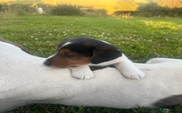 Mixed Breed dogs for sale: Beautiful beagle cross puppies - Image 10