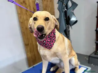 Labrador Retriever dogs KC Registered Labrador puppies for sale - Advert 1