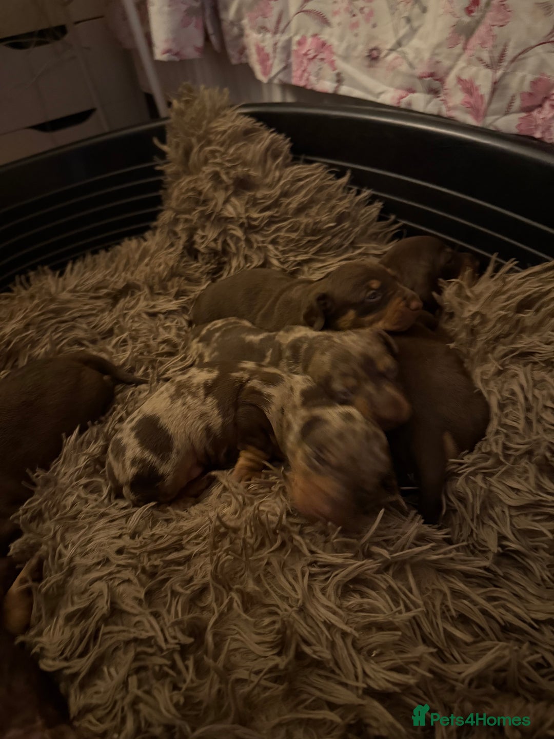 Dachshund dogs for sale: Lovely Dachshunds!  - Advert 14