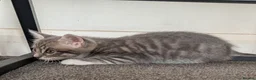 Mixed Breed cats for sale: 5 beautiful kittens for sale - Advert 2