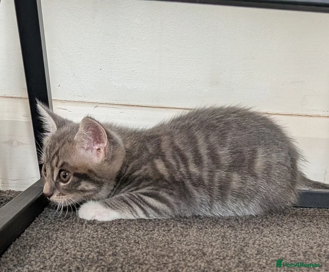 Mixed Breed cats for sale: 5 beautiful kittens for sale - Advert 2