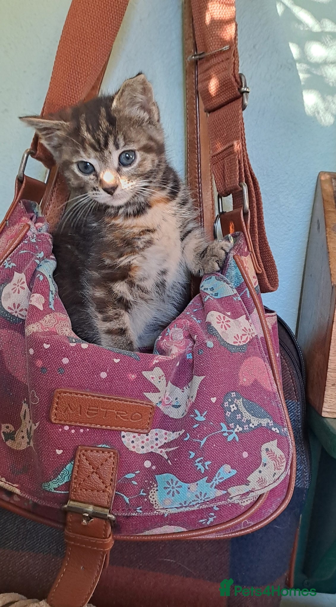 Maine Coon cats for sale: Beautiful Maine coone/British shorthair kittens  - Advert 4
