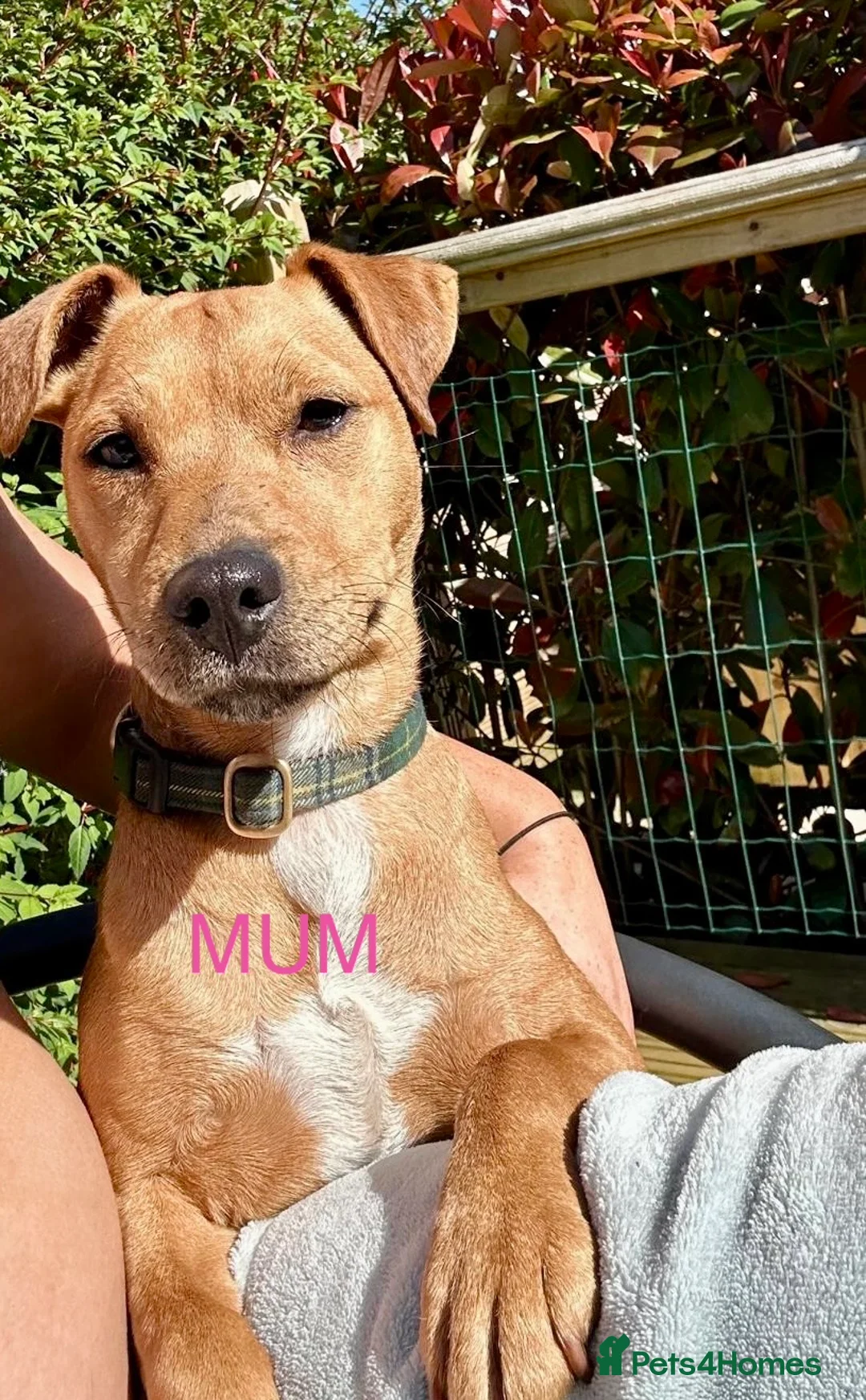 Patterdale Terrier dogs for sale: Beautiful chocolate docked Patterdale pups - Advert 3