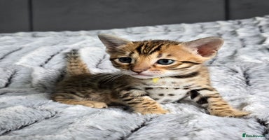 Bengal cats - Advert 1