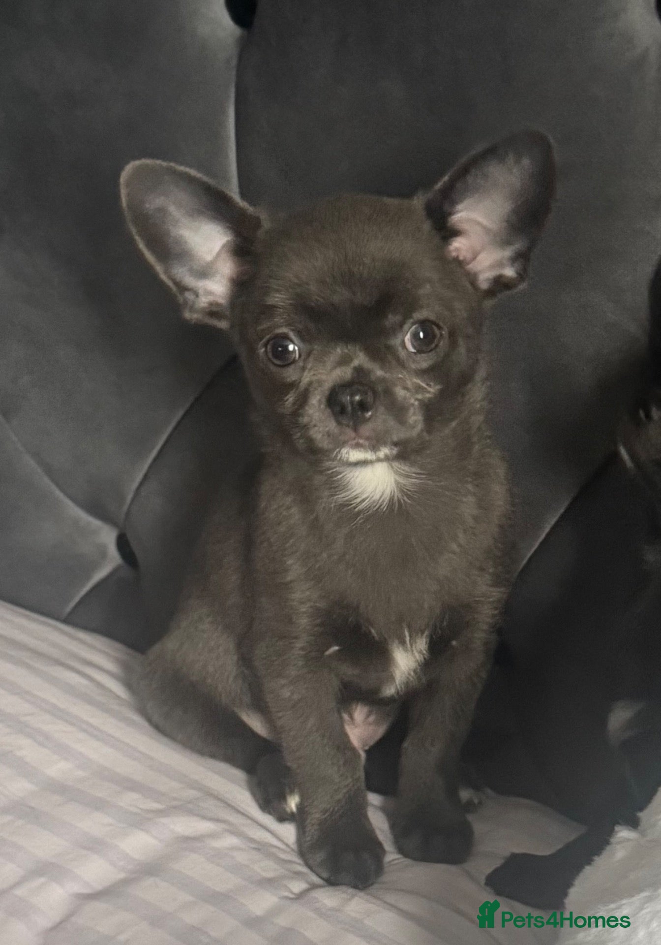 Chihuahua dogs Kc registered smooth coat male chihuahua puppy - Advert 15