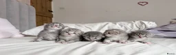 Scottish Fold cats for sale: Beautiful Scottish fold kittens  in Peterborough - Advert 5