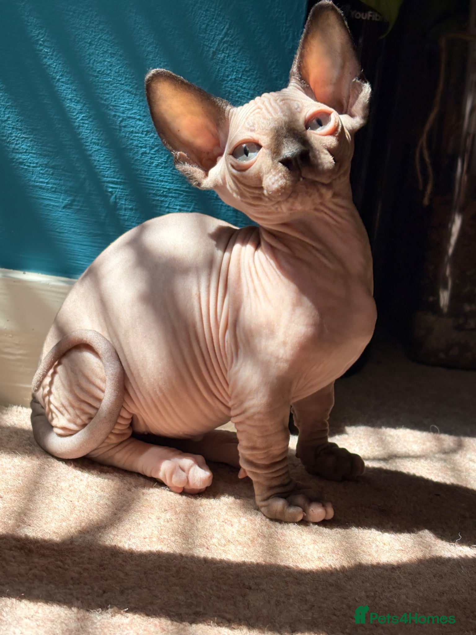 Sphynx cats for sale: Sphynx bambino kittens available 🐈‍⬛🐈 - Advert 17