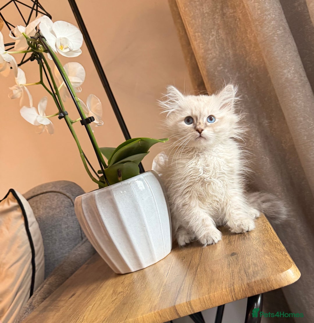 Siberian cats for sale: Stunning Siberian Kitten -Hypoallergenic  - Image 3