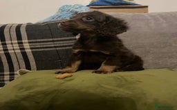 Cockapoo dogs for sale: Amazing cockerpoo pups for sale  - Image 3