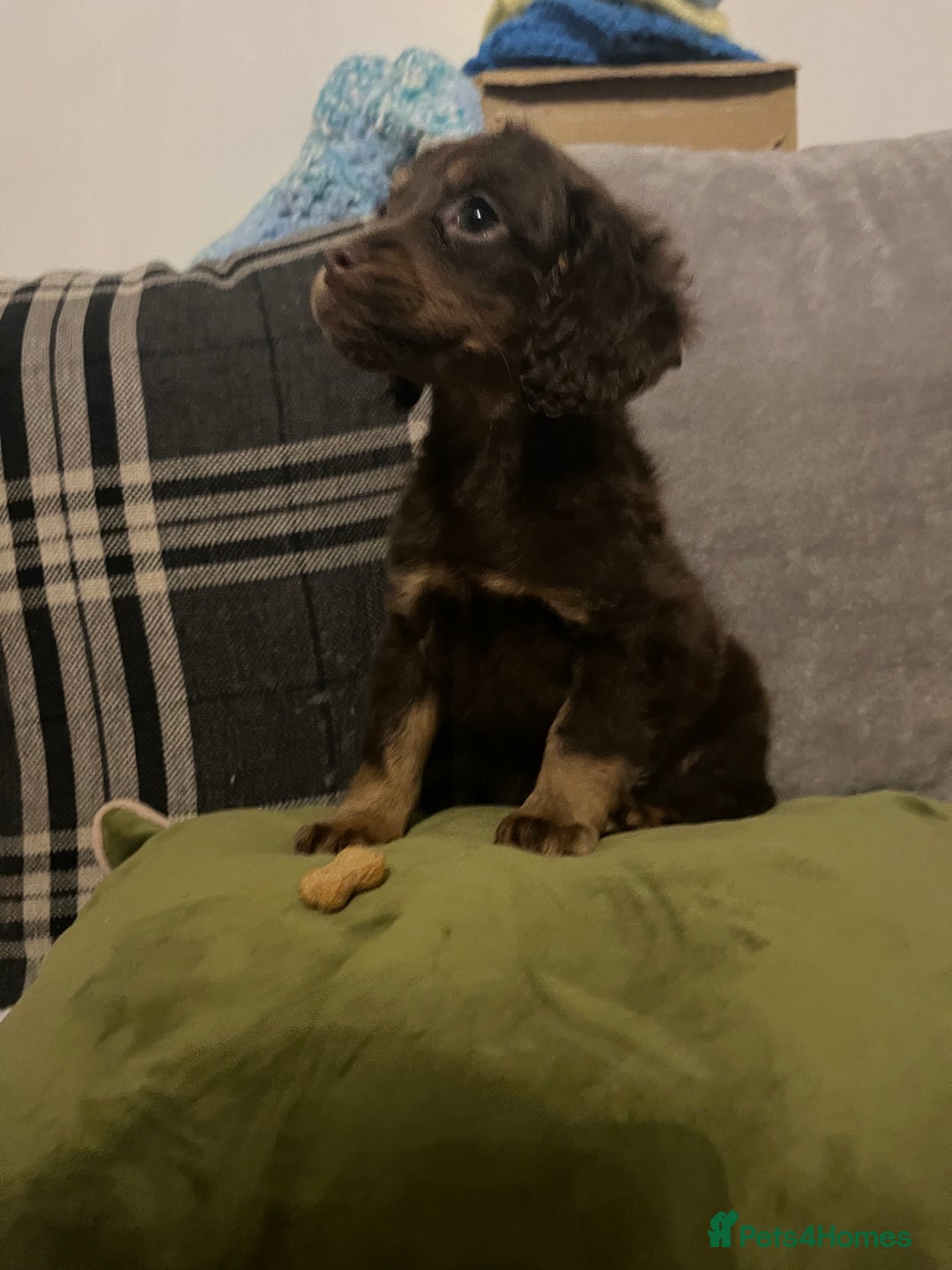 Cockapoo dogs for sale: Amazing cockerpoo pups for sale  - Image 3