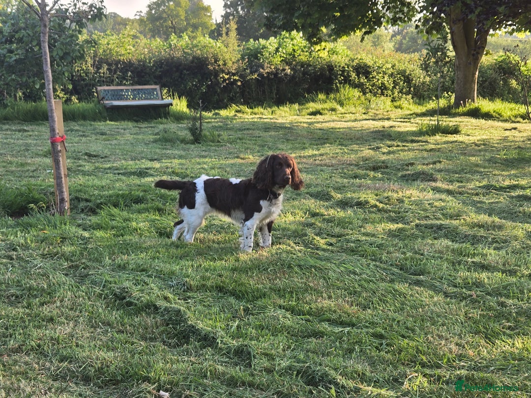 English Springer Spaniel dogs for sale: KC Registered English Springer Spaniel Puppies - Advert 2