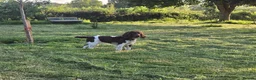English Springer Spaniel dogs for sale: Ready Now: 2 RKC ESS Dogs - FTCh Sire - Advert 6