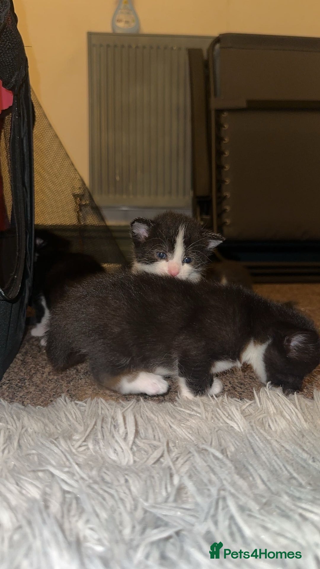 Mixed Breed cats for sale: Loveable Kittens - Advert 11