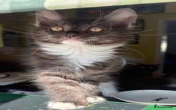 Mixed Breed cats for sale: Maine coon cross  - Image 12