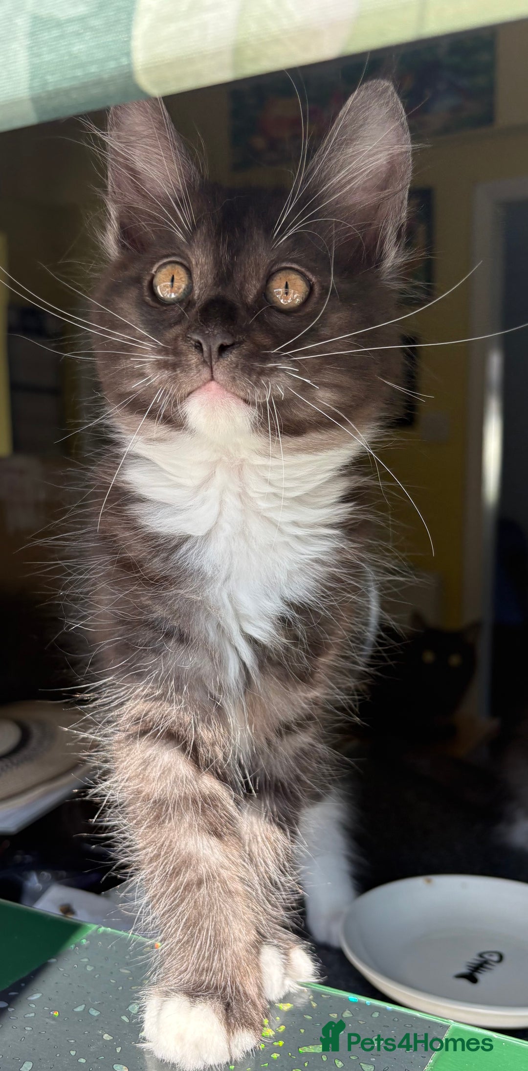 Mixed Breed cats for sale: Maine coon cross  - Image 12