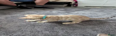 Bengal 3