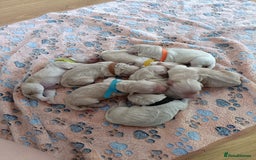 Golden Retriever dogs for sale: Available for STUD - Image 17