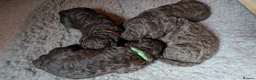 Spanish Water Dog dogs for sale: Beautiful Spanish Water Dog Puppies - Advert 6