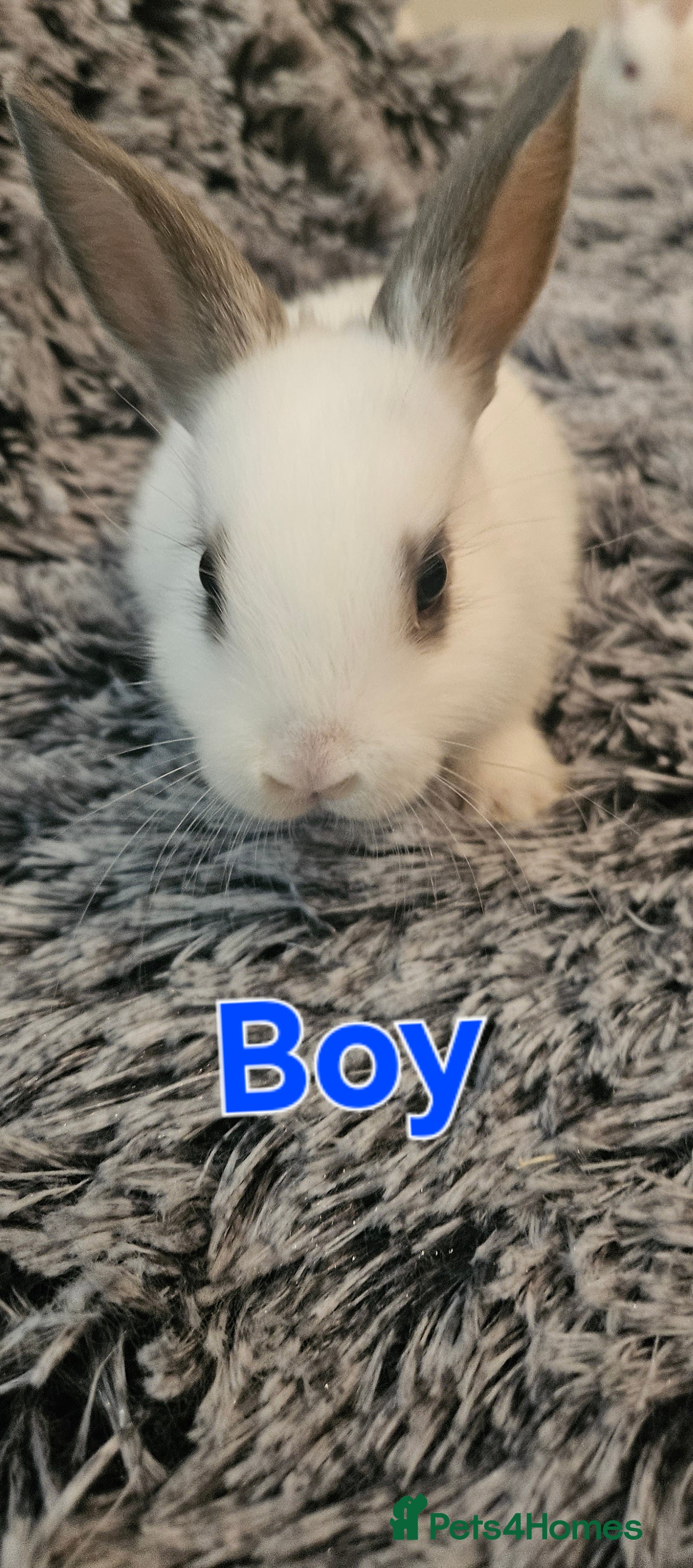 Netherland Dwarf rabbits Netherland dwarf  - Advert 6