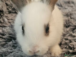 Netherland Dwarf rabbits Netherland dwarf - Advert 10