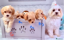 Maltipoo dogs for sale: ADORABLE TOY SIZE KOREAN SIRE F1 MALTIPOO PUPS  - Image 5