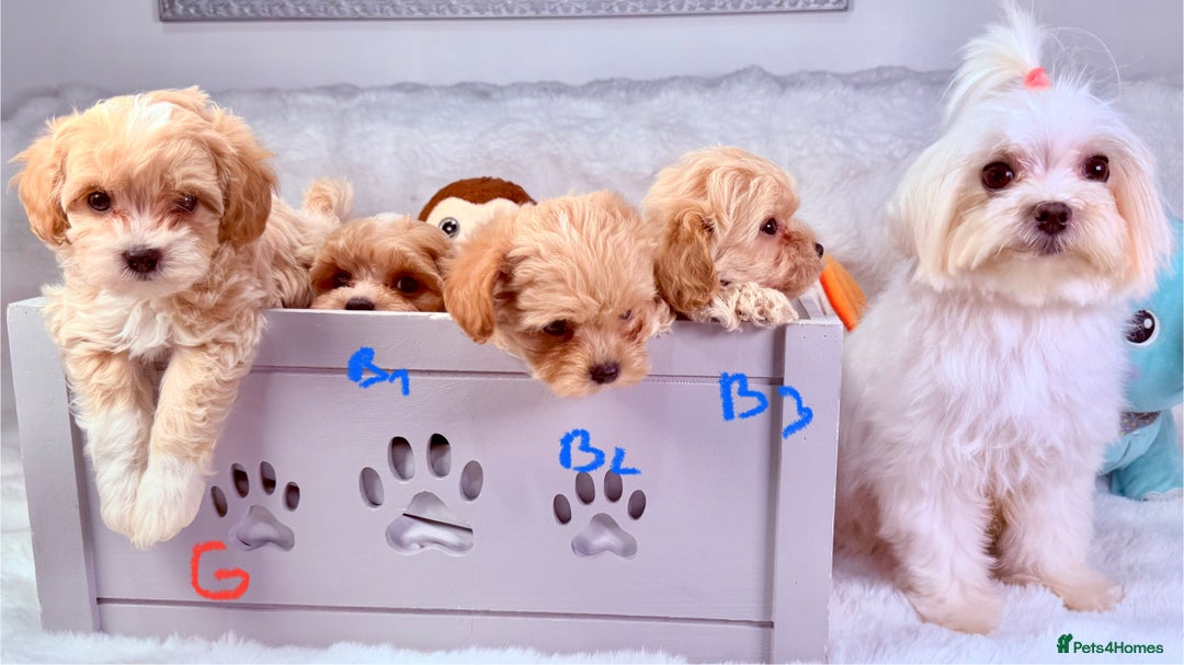 Maltipoo dogs for sale: ADORABLE TOY SIZE KOREAN SIRE F1 MALTIPOO PUPS  - Image 5