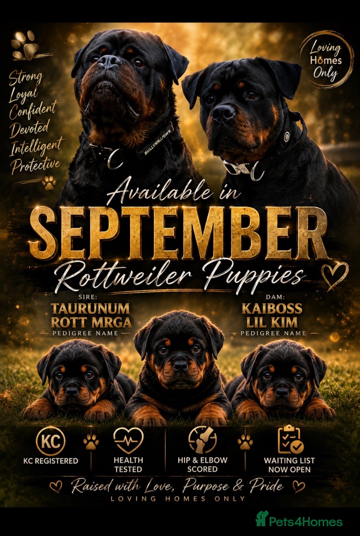 Rottweiler dogs Huge KC registered/health tested rotties due  - Advert 6