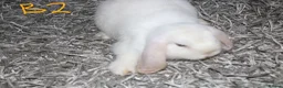 Mini Lop rabbits for sale: Stunning Mini Lops - Bucks - Advert 8