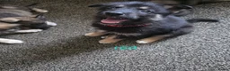 Shepsky dogs for sale: 9 shepsky puppies  - Advert 16
