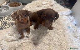 Miniature Dachshund dogs for sale: REDUCED Miniature dachshund Last Two available  in Hook - Image 16