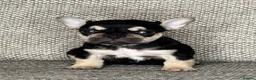 French Bulldog dogs for sale: Unique French bulldog pups 6 weeks old  - Advert 4