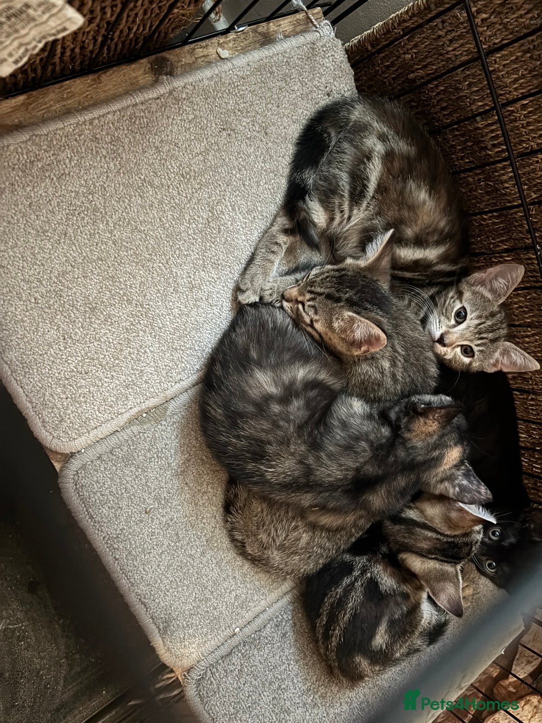 Mixed Breed cats for sale: Bengal cross kittens - Image 5