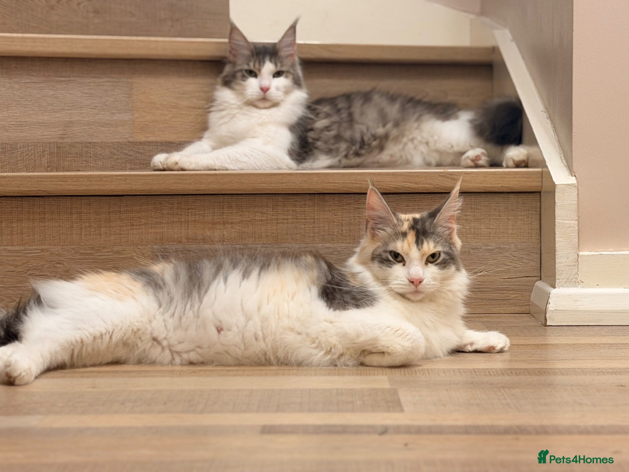 Maine Coon cats Mainecoon x kittens  - Advert 6