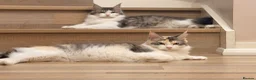 Maine Coon cats for sale: Mainecoon x kittens  in Barnstaple - Advert 1