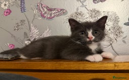 Ragdoll cats for sale: Beautiful ragdoll x domestic shorthair kittens - Image 16