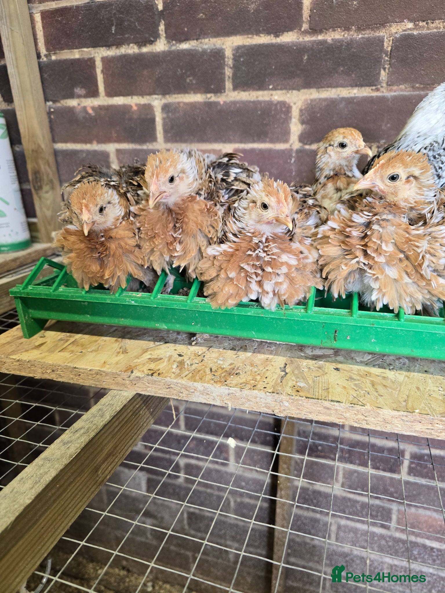 Chickens poultry Pekin Bantam pullet growers  - Advert 10