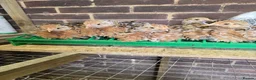 Chickens poultry for sale: Pekin Bantam pullet growers  - Advert 1