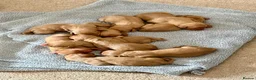 Hungarian Vizsla dogs for sale: Champion Bred Hungarian Vizsla Pups 0.9%COI KC Reg - Advert 6